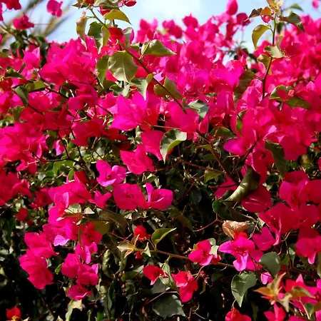 Daire Atico Con Piscina Privada Y Vistas Al Mar Fuengirola